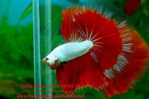 13432192_588194361361033_9001702260783202119_n 13432192_588194361361033_9001702260783202119_n