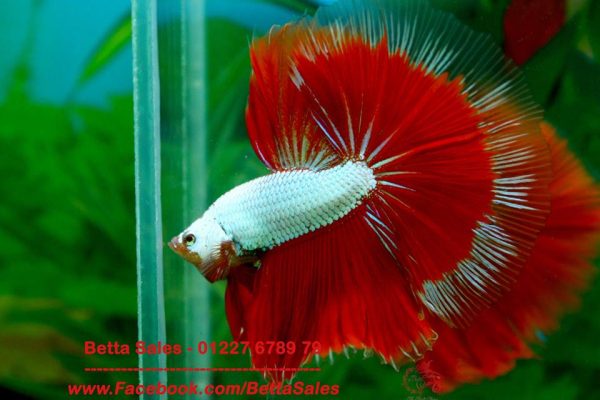 13432192_588194361361033_9001702260783202119_n