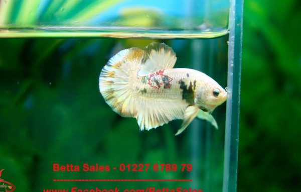 13680900_602517959928673_3657549364254451367_n