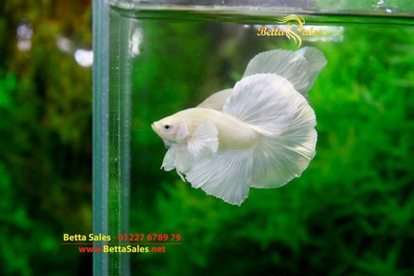 17499469_728079674039167_3819027129977224732_n