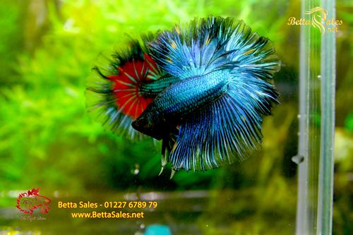 Cách Nuôi Dưỡng HalfMoon Betta Đuôi Dài – BettaSales.net