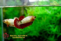 betta295