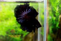 bettasuperblackhalfmoon4