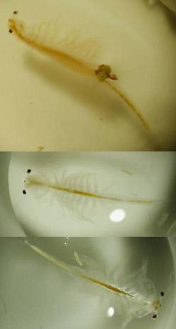 Cho cá Betta Bột ăn Artemia ; Phương pháp ấp và khái niệm về Artemia