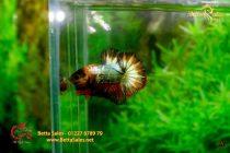 bettafancy11 bettafancy11