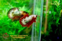 bettafancy14 bettafancy14