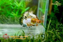 bettafancy18 bettafancy18