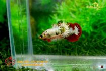 bettafancy22 bettafancy22