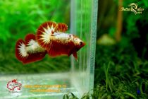 bettafancy34 bettafancy34