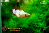 bettafancy54 bettafancy54