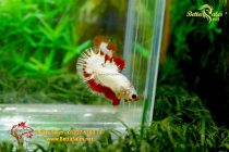 bettafancy62 bettafancy62