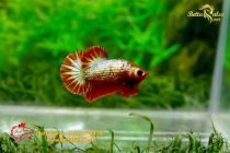 bettafancy74 bettafancy74