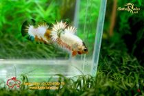 bettafancy8 bettafancy8