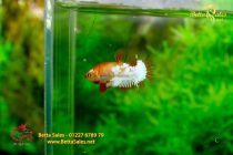 bettafancy89 bettafancy89