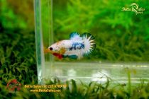 bettafancy94 bettafancy94