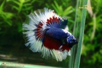 bettafancyplakat1 bettafancyplakat1