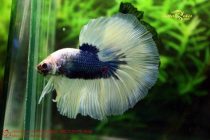 bettafancyplakat4 bettafancyplakat4