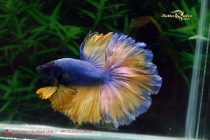 bettafancyplakat5 bettafancyplakat5