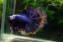 bettafancyplakat6 bettafancyplakat6