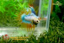 bettahalfmoon101 bettahalfmoon101