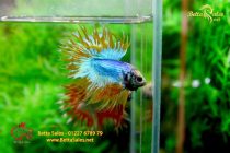 bettahalfmoon108 bettahalfmoon108