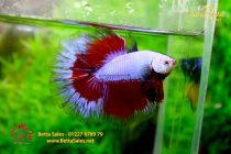 bettahalfmoon13 bettahalfmoon13