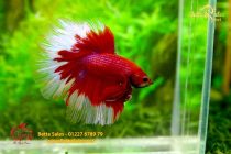 bettahalfmoon15 bettahalfmoon15