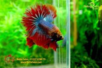 bettahalfmoon18 bettahalfmoon18