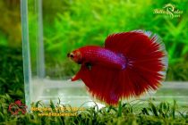 bettahalfmoon35 bettahalfmoon35