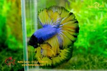 bettahalfmoon38 bettahalfmoon38