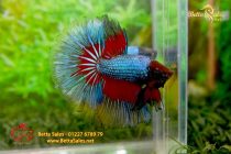 bettahalfmoon43 bettahalfmoon43