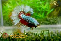 bettahalfmoon63 bettahalfmoon63