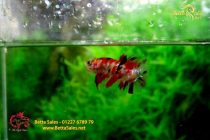 bettahalfmoonplakat107