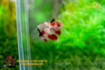 bettahalfmoonplakat112