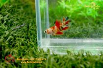 bettahalfmoonplakat115 bettahalfmoonplakat115