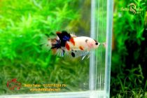 bettahalfmoonplakat128