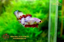 bettahalfmoonplakat132 bettahalfmoonplakat132