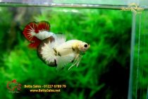 bettahalfmoonplakat139 bettahalfmoonplakat139