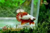 bettahalfmoonplakat141 bettahalfmoonplakat141