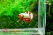 bettahalfmoonplakat145 bettahalfmoonplakat145