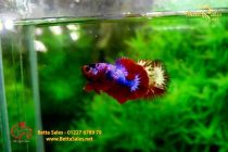 bettahalfmoonplakat148 bettahalfmoonplakat148