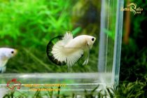 bettahalfmoonplakat152 bettahalfmoonplakat152