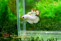 bettahalfmoonplakat158 bettahalfmoonplakat158