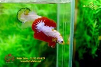 bettahalfmoonplakat164 bettahalfmoonplakat164