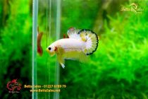 bettahalfmoonplakat167 bettahalfmoonplakat167