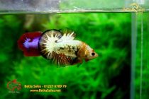 bettahalfmoonplakat174 bettahalfmoonplakat174