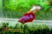 bettahalfmoonplakat178 bettahalfmoonplakat178