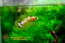 bettahalfmoonplakat188 bettahalfmoonplakat188