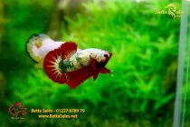 bettahalfmoonplakat190 bettahalfmoonplakat190