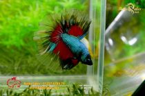 bettahalfmoonplakat21 bettahalfmoonplakat21